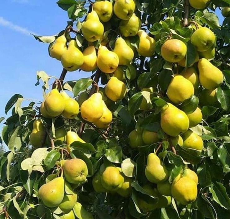 تولید و فروش نهال پیوندی و غیر پیوندی اصلاح شده بهمن پور در قزوین